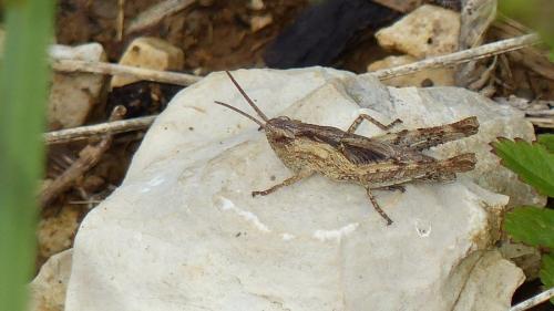 Chorthippus sp.